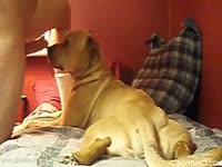 Dog licks and sucks zoophile boner in the bedroom